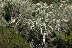 Ozothamnus secundiflorus