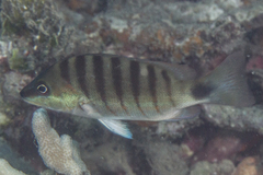 Lutjanus semicinctus