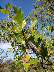 Smallleaf Oak (Quercus parvula)
