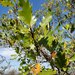 Quercus kelloggii × parvula - Photo no rights reserved, uploaded by Doug Overman