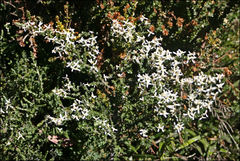 Olearia algida
