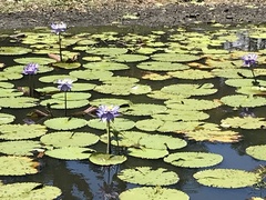 Nymphaea gigantea