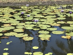 Nymphaea gigantea