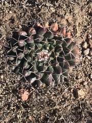 Mammillaria huntiana