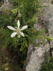Blumenbachia insignis