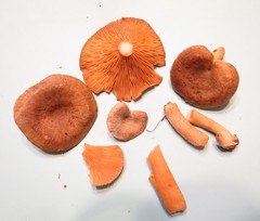 Lactarius hibbardiae