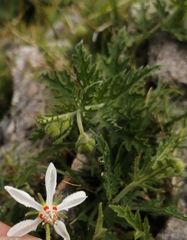 Blumenbachia insignis