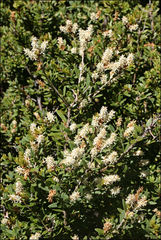 Orites lancifolius