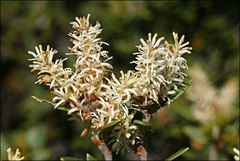 Orites lancifolius