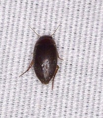 Copelatus chevrolati