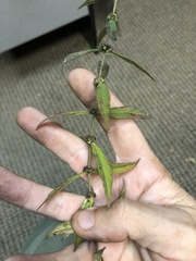 Lycopus angustifolius