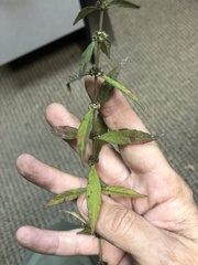 Lycopus angustifolius