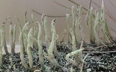 Cladonia corniculata