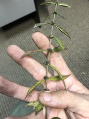 Lycopus angustifolius