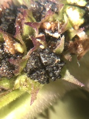 Lycopus angustifolius