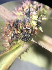 Lycopus angustifolius