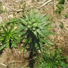 Eryngium paniculatum