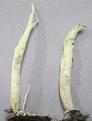 Cladonia corniculata