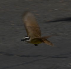 Pitangus sulphuratus