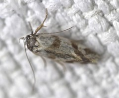 Isomoralla gephyrota