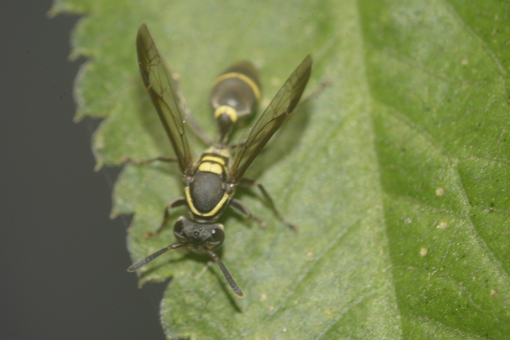 Yellowbanded Polybia Wasp from Colegiales, Buenos Aires, Argentina on