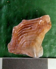 Margaritidae