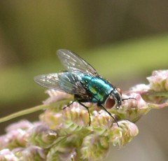 Diptera