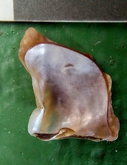 Margaritidae