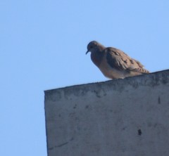 Zenaida auriculata