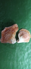 Margaritidae