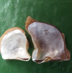 Margaritidae