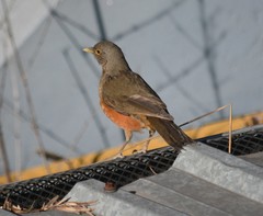 Turdus rufiventris