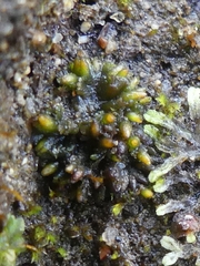 Notothylas orbicularis