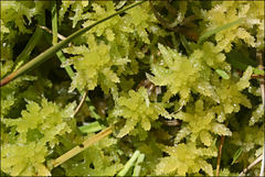 Sphagnum cristatum
