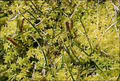 Sphagnum cristatum