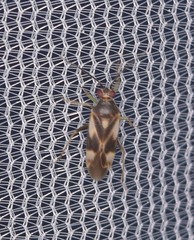 Orthotylus
