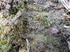 Notothylas orbicularis