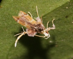 Ashibusa