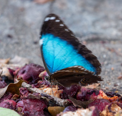 Morpho helenor anakreon