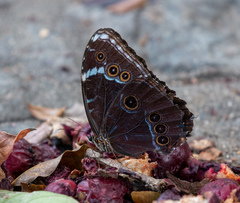 Morpho helenor anakreon