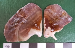 Margaritidae