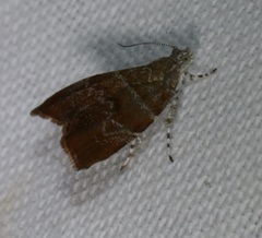 Choreutis achyrodes