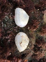 Cumingia californica