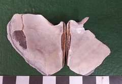 Margaritidae
