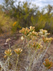 Senecio filaginoides