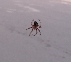 Neoscona orizabensis