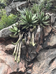 Agave xylonacantha