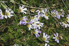 Scaevola hookeri