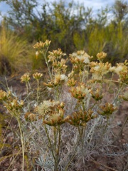 Senecio filaginoides
