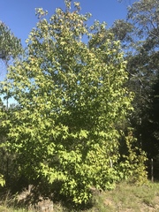 Liquidambar styraciflua